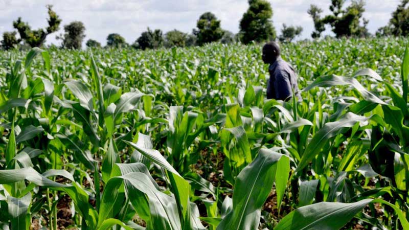 Agric Jobs in Nigeria: Opportunities, Salaries, and Trends in 2024 and 2025